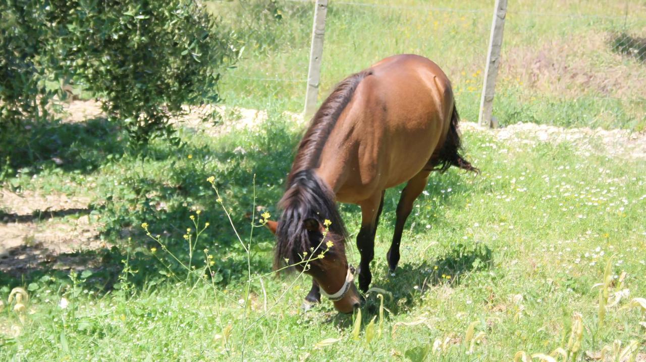 מלון Hekal Agroturizem Bylis מראה חיצוני תמונה