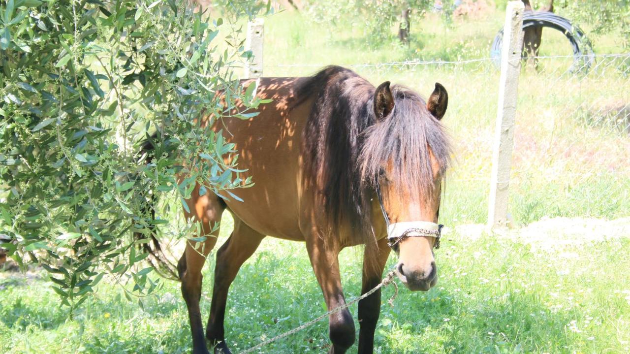 מלון Hekal Agroturizem Bylis מראה חיצוני תמונה